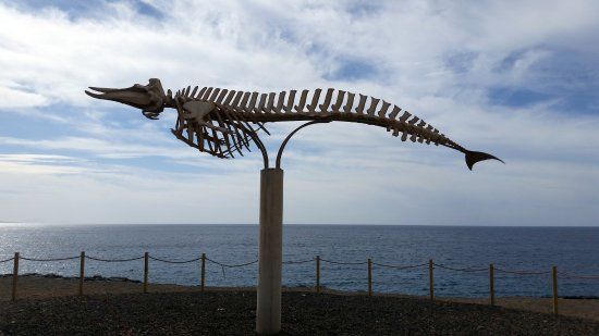 el Esqueleto de Ballena Picuda de Cuvier